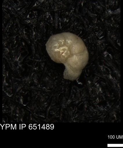 undet. Foraminiferida