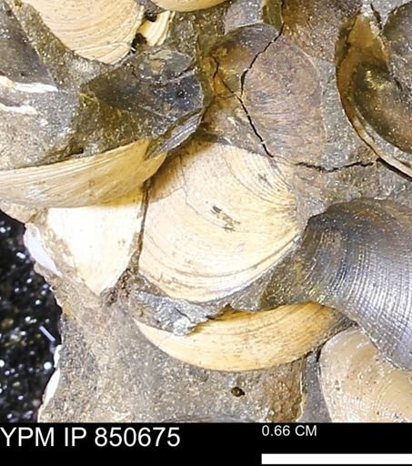 Limopsis striatopunctatus