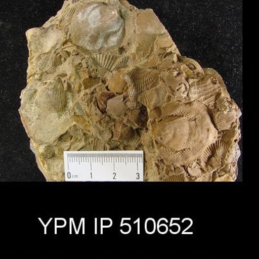 Atrypida