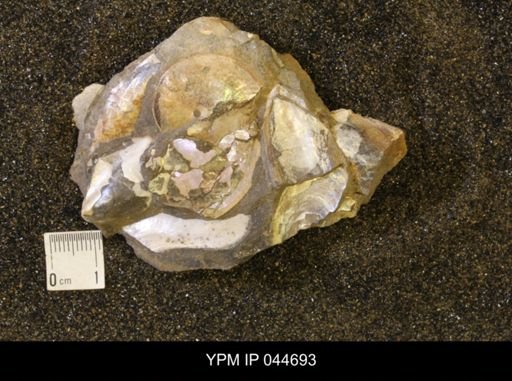 Sphenodiscus lenticularis