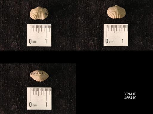 Platystrophia morrowensis
