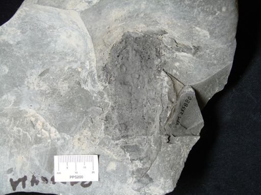 Hughmilleria sp.