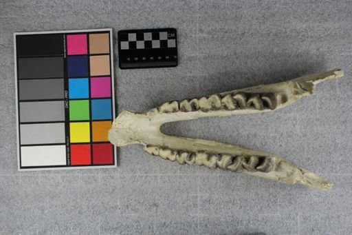 Caenopus mitis