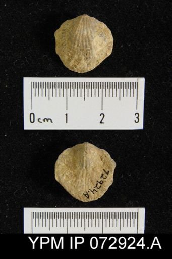 Atrypa tennesseensis