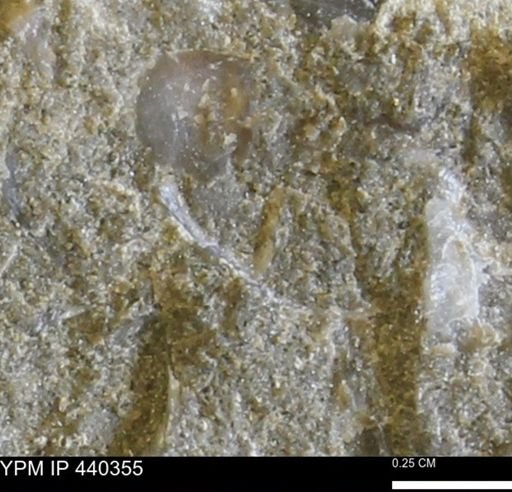 undet. Bivalvia