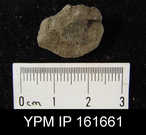 Orthis davidsoni pyramidalis