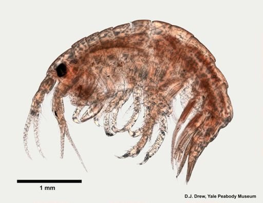 Calliopius laeviusculus