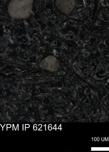 undet. Foraminiferida