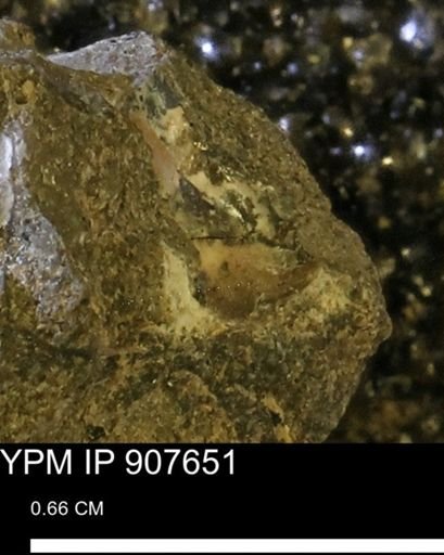 undet. Mollusca