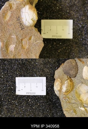 Corbicula sp.
