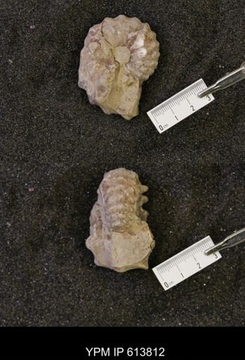 Neogastroplites sp.