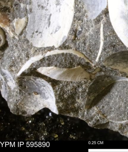 Protocardia sp.