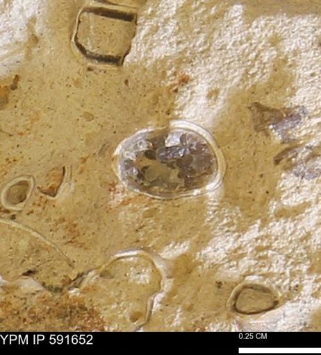 Serpulidae