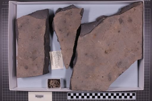 mixed taxa, stratigraphic collection