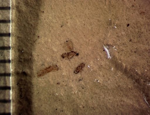 undet. Diptera