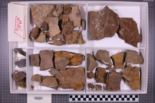 mixed taxa, stratigraphic collection