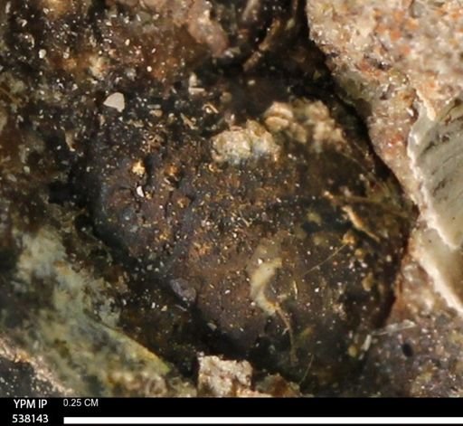 Corbulamella gregaria