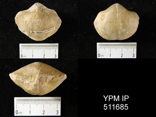Spirifer mosquensis