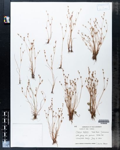 Juncus bufonius