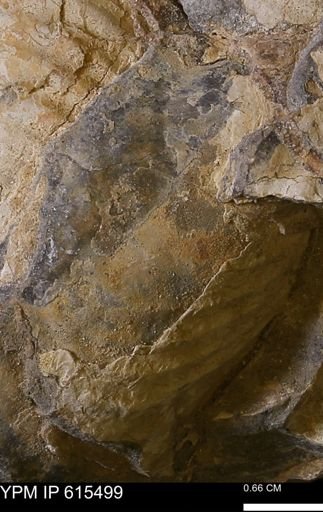 Inoceramus sp.