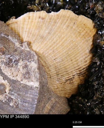 Parallelodon sp.