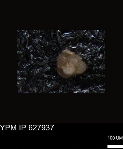 undet. Foraminiferida