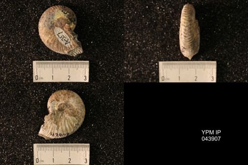 Hoploscaphites nicolletii