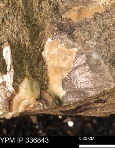 undet. Ammonoidea