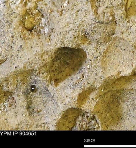 undet. Bivalvia