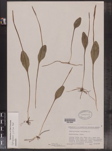 Ophioglossum vulgatum
