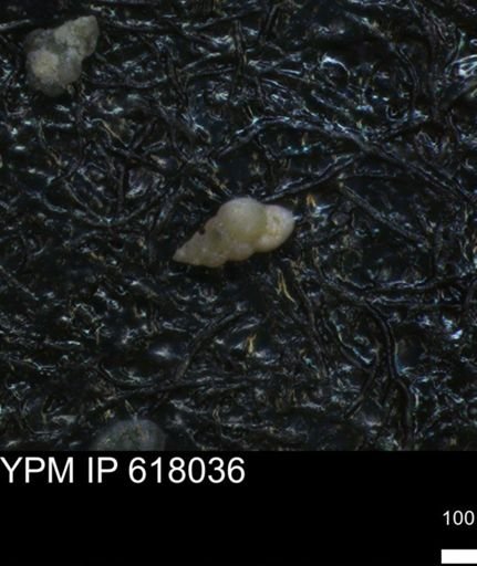 undet. Heterohelicidae