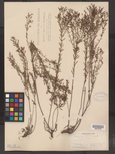 Lechea maritima