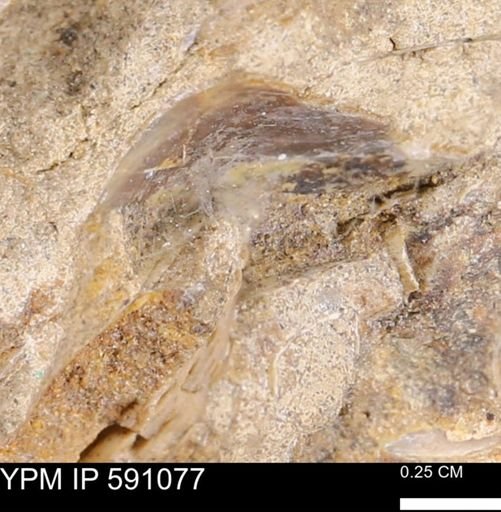 undet. Bivalvia