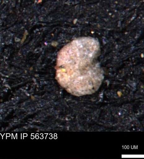 Alveolophragmium linki