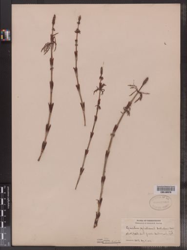 Equisetum sylvaticum