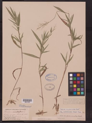 Panicum villosissimum