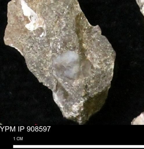 undet. Mollusca