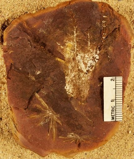 Annularia