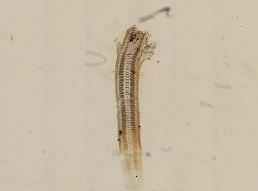Fluminicola hindsi