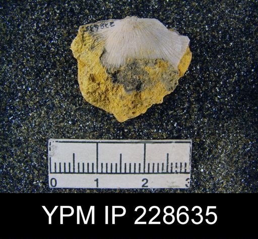 Derbya sp.