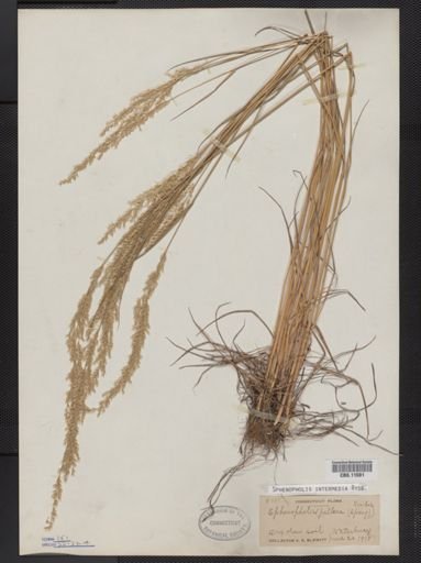 Sphenopholis intermedia