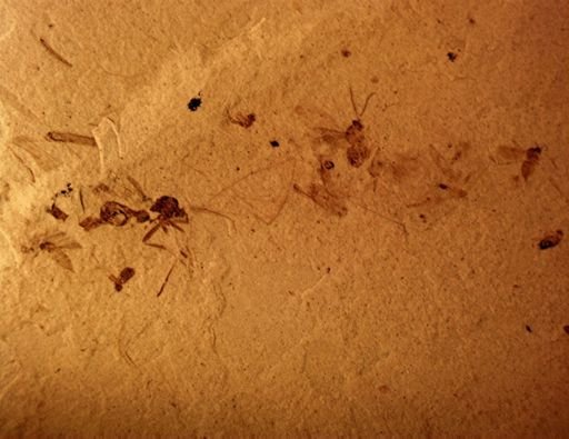 undet. Diptera