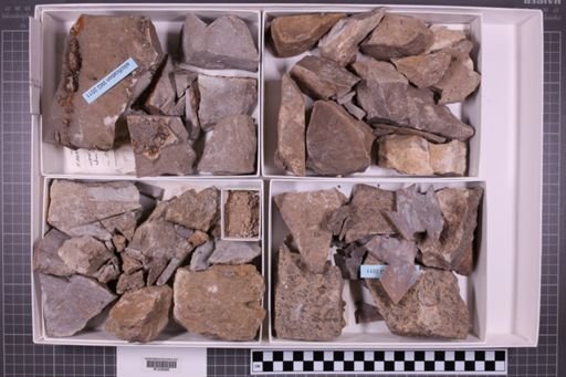 mixed taxa, stratigraphic collection