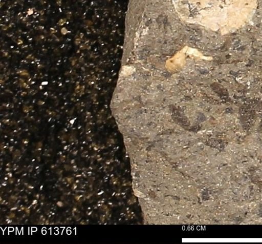 Scaphites sp.