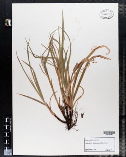 Carex gracillima