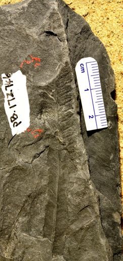 Pecopteris sp.