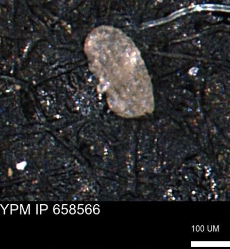 Miliammina sp.