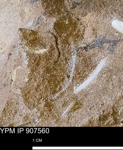 undet. Mollusca