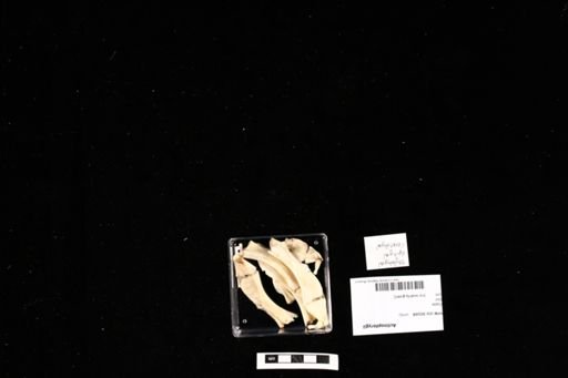 Actinopterygii
