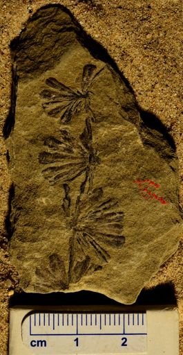 Annularia stellata